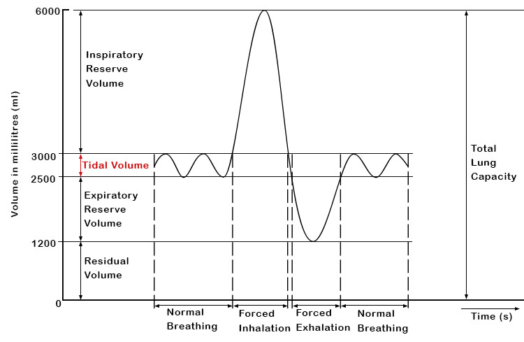 The amount of air that is inhaled and exhaled during normal breathing (tidal volume) is typically measured in millilitres. The typical tidal volume for an adult is approximately 500ml. Tidal volume can be affected by various factors, including lung diseas